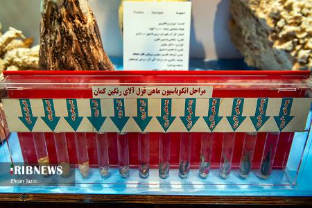  موزه صدف ,اخبارگوناگون,خبرهای گوناگون 