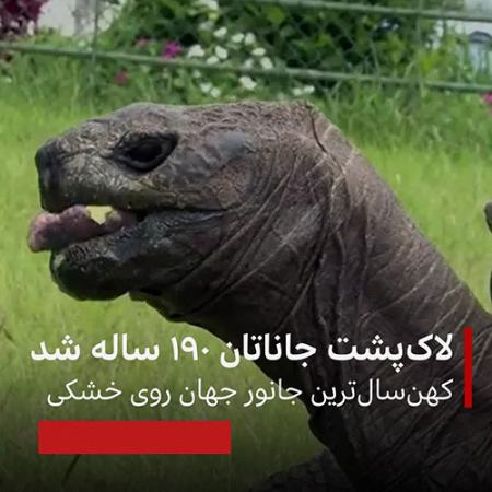 مسنترین لاکپشت ،اخبارگوناگون,خبرهای گوناگون مسنترین لاکپشت ,اخبارگوناگون,خبرهای گوناگون