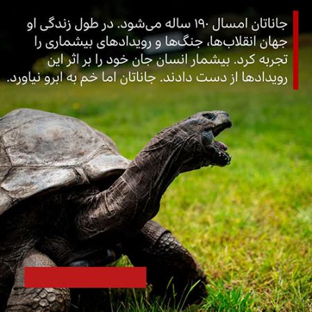 مسنترین لاکپشت ،اخبارگوناگون,خبرهای گوناگون مسنترین لاکپشت ,اخبارگوناگون,خبرهای گوناگون