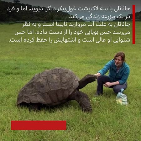 مسنترین لاکپشت ،اخبارگوناگون,خبرهای گوناگون مسنترین لاکپشت ,اخبارگوناگون,خبرهای گوناگون