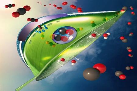 برگ مصنوعی،اخبار علمی،خبرهای علمی برگ مصنوعی،اخبار علمی،خبرهای علمی