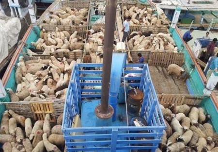 ممنوعیت صادرات دام زنده،اخبار اقتصادی،خبرهای اقتصادی ممنوعیت صادرات دام زنده،اخبار اقتصادی،خبرهای اقتصادی