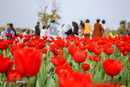 فصل بهار در چین،اخبار گوناگون،خبرهای گوناگون فصل بهار در چین،اخبار گوناگون،خبرهای گوناگون