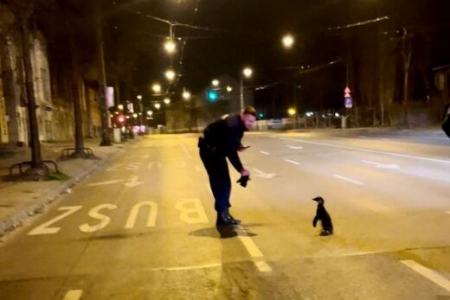پنگوئن فراری از باغ وحش،اخبار گوناگون،خبرهای گوناگون