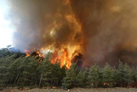عکسهای جالب,عکسهای جذاب,آتش سوزی جنگلی   