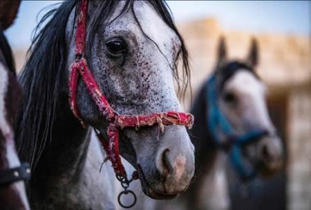 عکسهای جالب,عکسهای جذاب,اسب های اصیل نژاد  