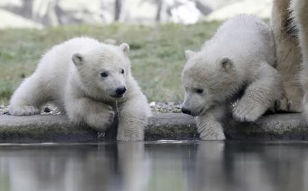 عکسهای جالب,عکسهای جذاب,توله خرس های قطبی 