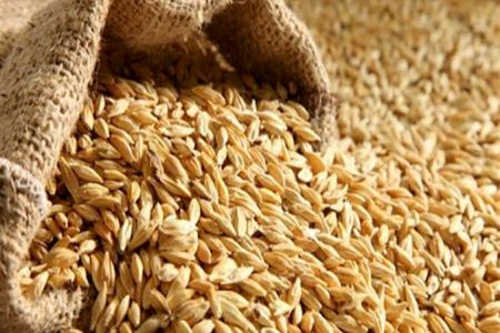 قیمت گندم،اخبار اقتصادی،خبرهای اقتصادی قیمت گندم،اخبار اقتصادی،خبرهای اقتصادی
