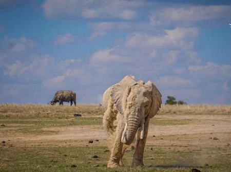 فیل در کنیا،اخبار گوناگون،خبرهای گوناگون