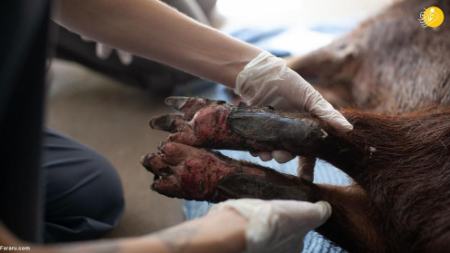 مداوای حیوانات مجروح در آتش سوزی جنگل‌های آرژانتین،اخبار گوناگون،خبرهای گوناگون