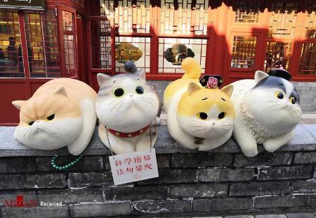 مجسمه گربه‌های اشرافی در چین،اخبار گوناگون،خبرهای گوناگون