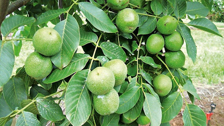 نهال گردو درخت گردو, تفاوت نهال گردو پیوندی با نهال گردو بذری,نهال گردو پیوندی با نهال گردو بذری