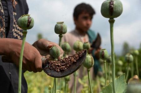  کشت خشخاش ,اخبار اجتماعی ,خبرهای اجتماعی 