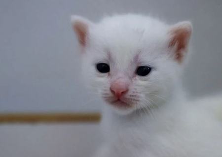 گربه وان,اخبارگوناگون,خبرهای گوناگون 
