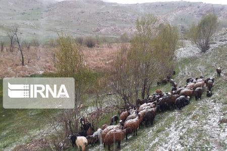 بارش برف بهاری ،اخباراجتماعی ،خبرهای اجتماعی بارش برف بهاری ,اخبار اجتماعی ,خبرهای اجتماعی