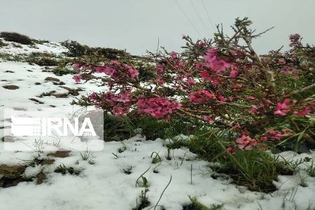 بارش برف بهاری ،اخباراجتماعی ،خبرهای اجتماعی بارش برف بهاری ,اخبار اجتماعی ,خبرهای اجتماعی