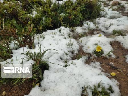 بارش برف بهاری ،اخباراجتماعی ،خبرهای اجتماعی بارش برف بهاری ,اخبار اجتماعی ,خبرهای اجتماعی