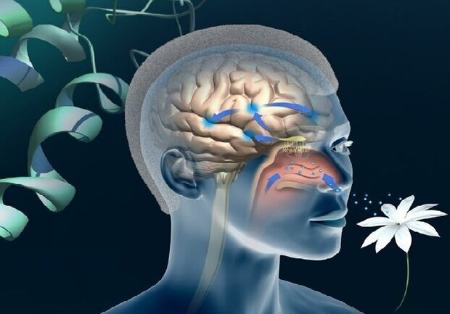 حس بویایی و چشایی ،اخبار پزشکی ،خبرهای پزشکی حس بویایی و چشایی ,اخبار پزشکی ,خبرهای پزشکی