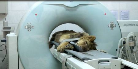 مرگ شیر باغ وحش ,اخبار اجتماعی ,خبرهای اجتماعی 