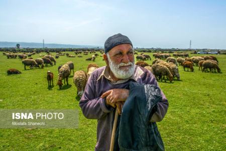  پتروشیمی میانکاله  ,اخبار اجتماعی ,خبرهای اجتماعی 