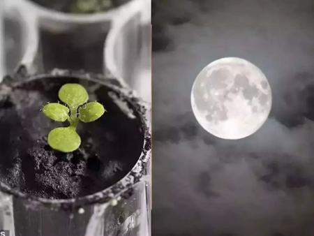 کاشت گیاه در ماه،اخبار علمی،خبرهای علمی