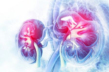 کلیه،اخبار پزشکی،خبرهای پزشکی کلیه،اخبار پزشکی،خبرهای پزشکی