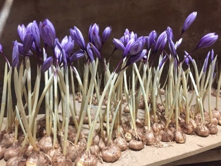 کشت زعفران گلخانه ای کشت زعفران گلخانه ای,کاشت زعفران
