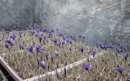 کشت زعفران گلخانه ای کشت زعفران گلخانه ای,کاشت زعفران,کشت زعفران در گلخانه