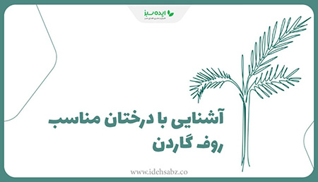 درختان مناسب روف گاردن درختان مناسب روف گاردن,انواع درختان مناسب روف گاردن,آشنایی با انواع درختان مناسب روف گاردن
