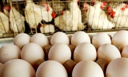  مرغ تخم‌گذار,اخباراقتصادی ,خبرهای اقتصادی 
