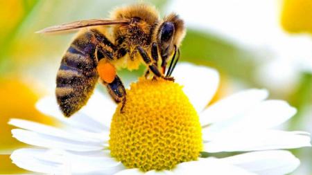 زنبور،اخبار علمی،خبرهای علمی