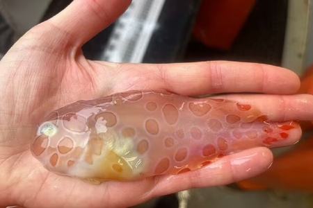 ماهی شفاف نادر ,اخبار علمی ,خبرهای علمی 