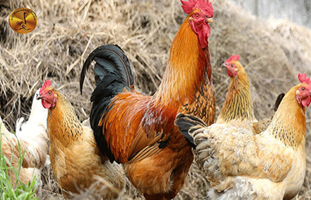 پرورش طیور ارگانیک, راه اندازی سالن های پرورش مرغ, نحوه ی تعیین کردن قیمت پرندگان