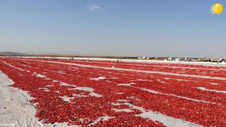 خشک کردن گوجه فرنگی،اخبارگوناگون,خبرهای گوناگون خشک کردن گوجه فرنگی,اخبارگوناگون,خبرهای گوناگون