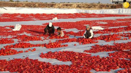  خشک کردن گوجه فرنگی,اخبارگوناگون,خبرهای گوناگون 