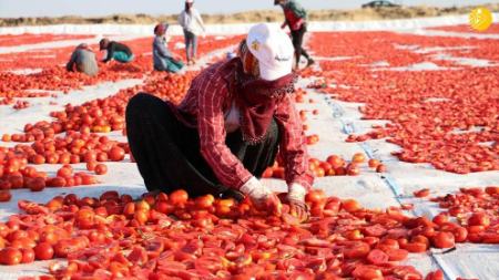 خشک کردن گوجه فرنگی،اخبارگوناگون,خبرهای گوناگون خشک کردن گوجه فرنگی,اخبارگوناگون,خبرهای گوناگون