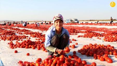 خشک کردن گوجه فرنگی،اخبارگوناگون,خبرهای گوناگون خشک کردن گوجه فرنگی,اخبارگوناگون,خبرهای گوناگون