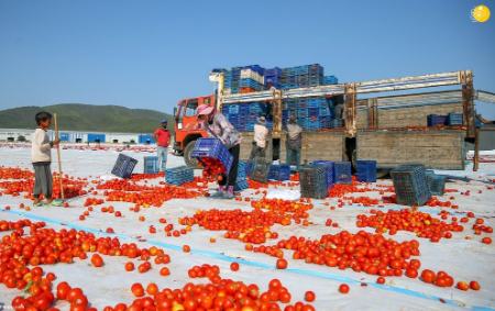 خشک کردن گوجه فرنگی،اخبارگوناگون,خبرهای گوناگون خشک کردن گوجه فرنگی,اخبارگوناگون,خبرهای گوناگون