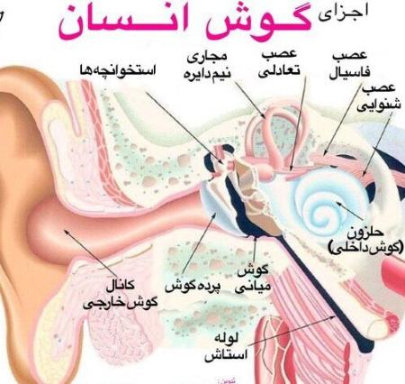  ژن مرتبط با ناشنوایی,اخبار پزشکی ,خبرهای پزشکی