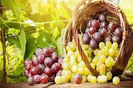 مصرف انگور،اخبار پزشکی ،خبرهای پزشکی مصرف انگور,اخبار پزشکی ,خبرهای پزشکی