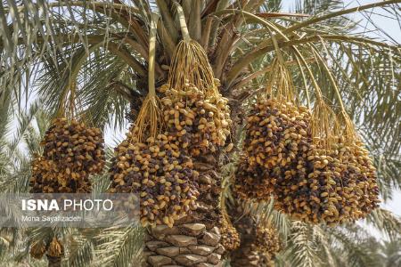 برداشت رطب  ,اخبارگوناگون,خبرهای گوناگون 