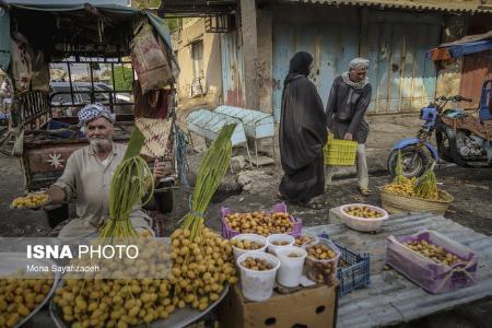 برداشت رطب  ,اخبارگوناگون,خبرهای گوناگون 