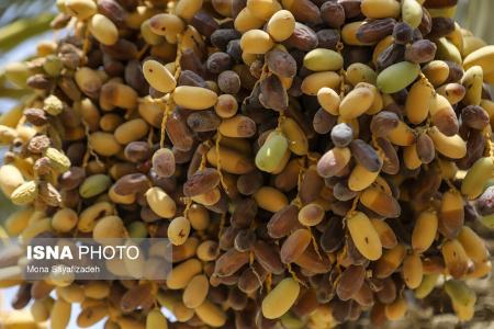 برداشت رطب ،اخبارگوناگون,خبرهای گوناگون برداشت رطب ,اخبارگوناگون,خبرهای گوناگون