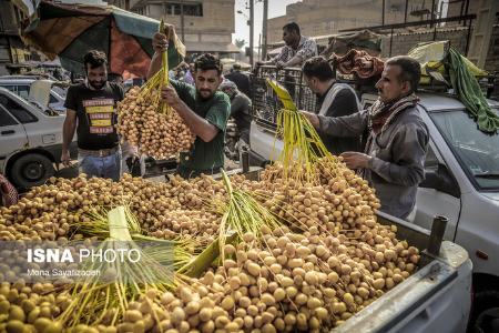 برداشت رطب ،اخبارگوناگون,خبرهای گوناگون برداشت رطب ,اخبارگوناگون,خبرهای گوناگون