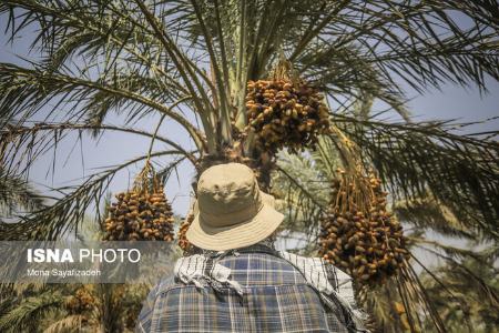 برداشت رطب  ,اخبارگوناگون,خبرهای گوناگون 