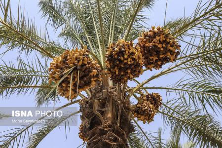 برداشت رطب  ,اخبارگوناگون,خبرهای گوناگون 