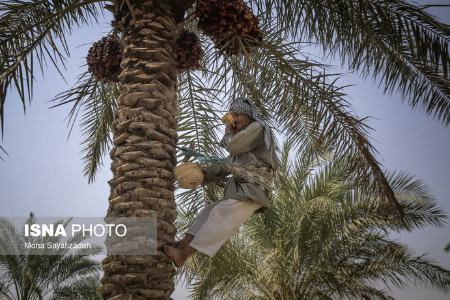 برداشت رطب ،اخبارگوناگون,خبرهای گوناگون برداشت رطب ,اخبارگوناگون,خبرهای گوناگون