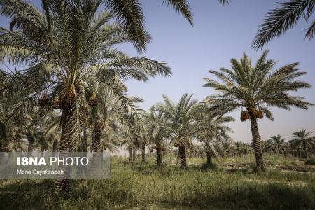 برداشت رطب ،اخبارگوناگون,خبرهای گوناگون برداشت رطب ,اخبارگوناگون,خبرهای گوناگون