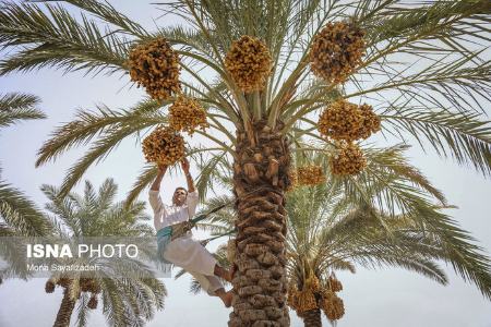 برداشت رطب ،اخبارگوناگون,خبرهای گوناگون برداشت رطب ,اخبارگوناگون,خبرهای گوناگون