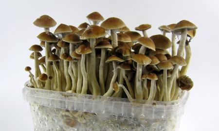 مصرف مخدر جدید،اخباراجتماعی ،خبرهای اجتماعی مصرف مخدر جدید,اخبار اجتماعی ,خبرهای اجتماعی